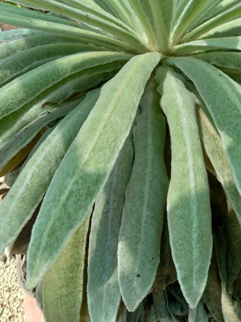 Espeletia schultzii — houseplant care guide