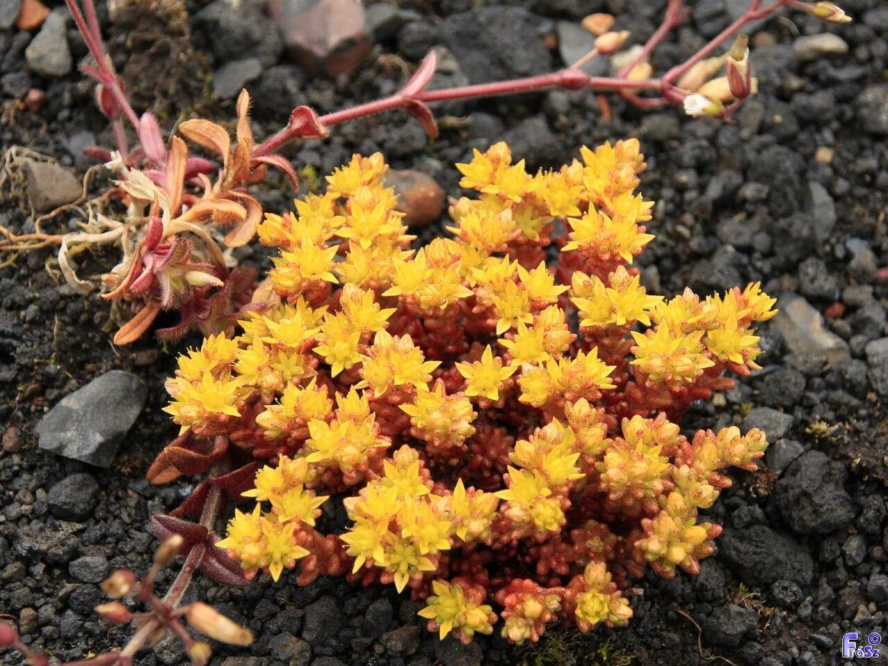 Sedum annuum habit