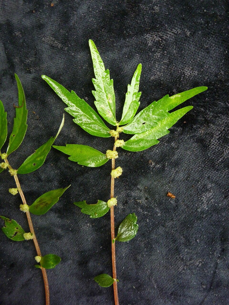 Elatostema pusillum — houseplant care guide