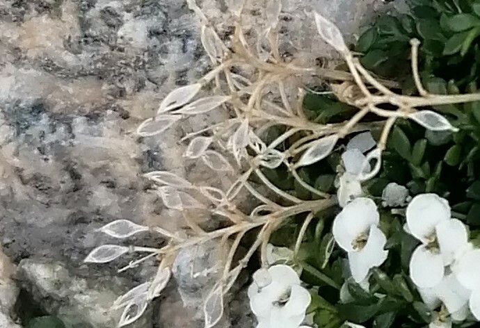 Hornungia alpina fruit