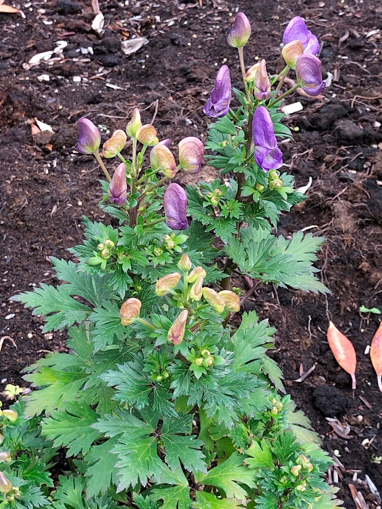 Aconitum japonicum habit