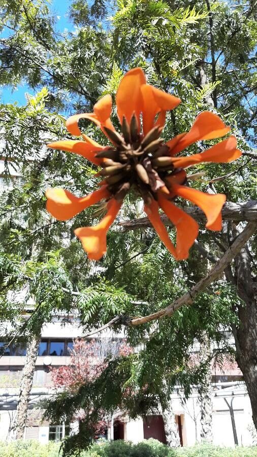 Erythrina caffra flower