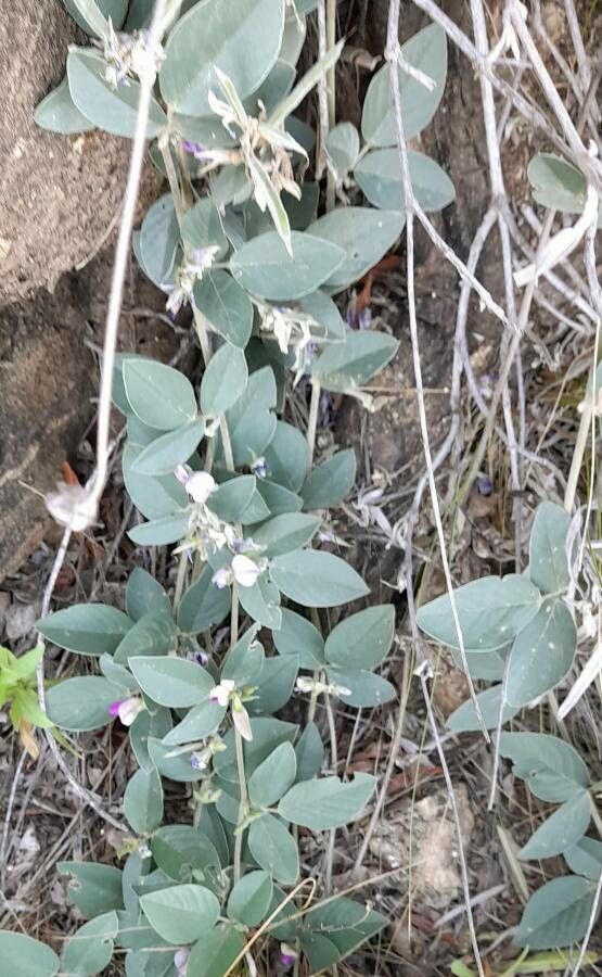 Cologania broussonetii habit
