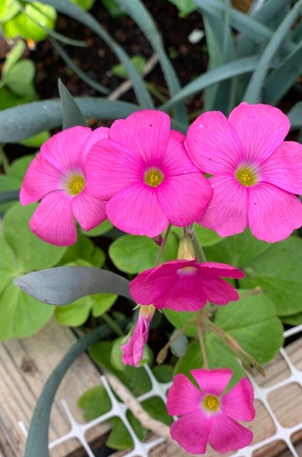 Oxalis bowiei flower