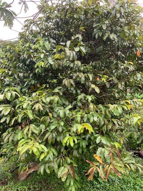 Syzygium corynocarpum — houseplant care guide