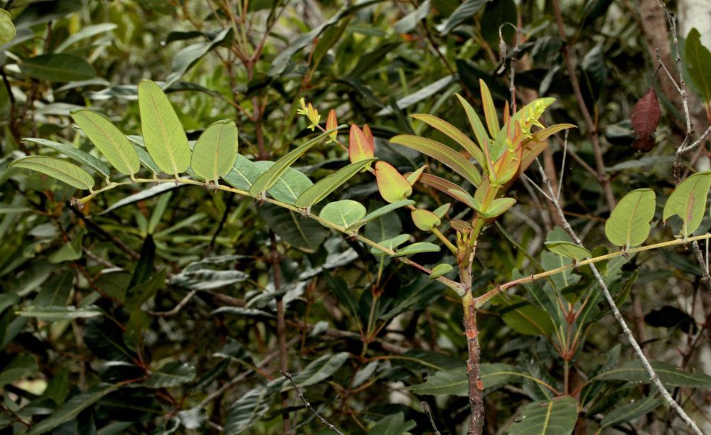 Phyllanthus pterocladus habit