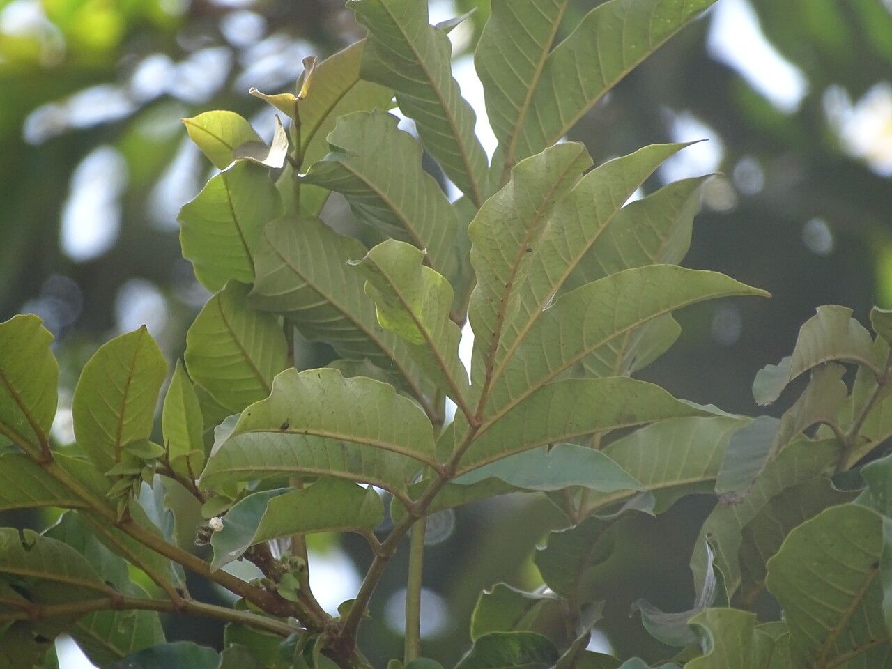 Markhamia lutea leaf