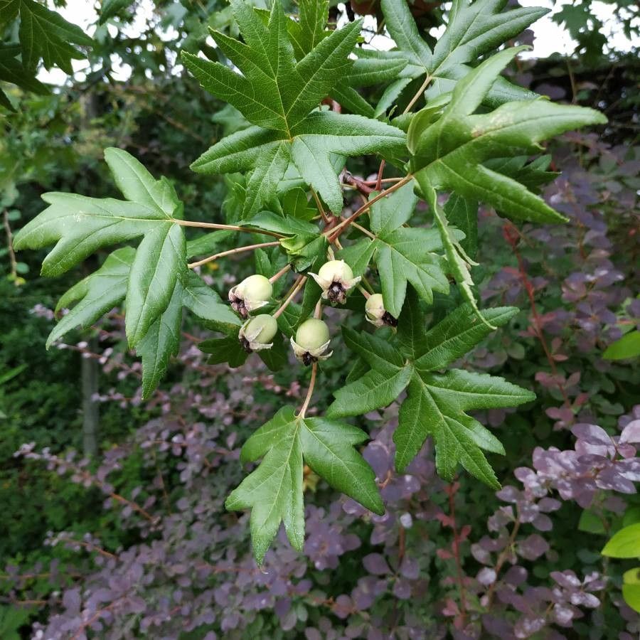 Malus trilobata fruit