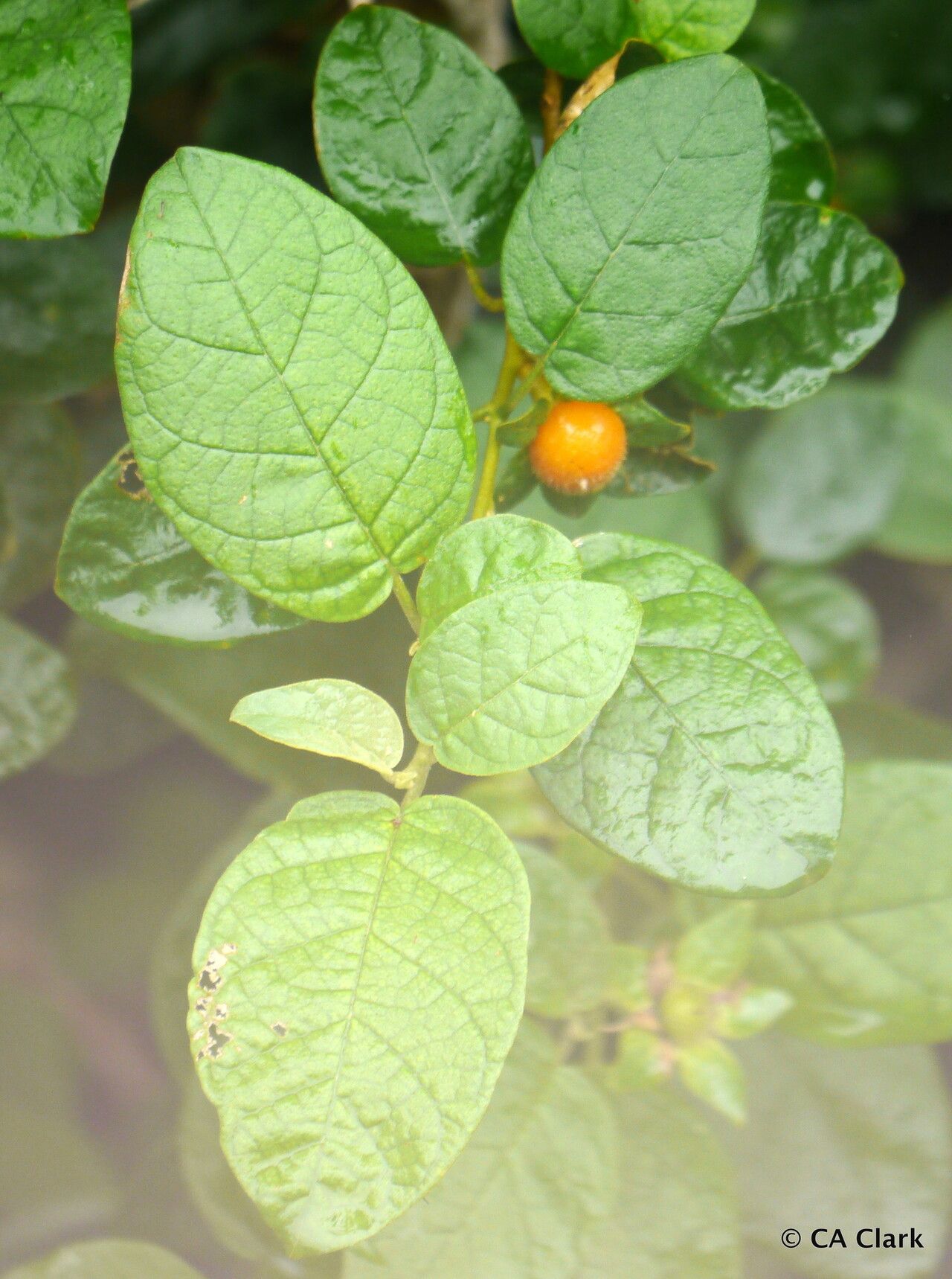 Solanum polygamum — houseplant care guide