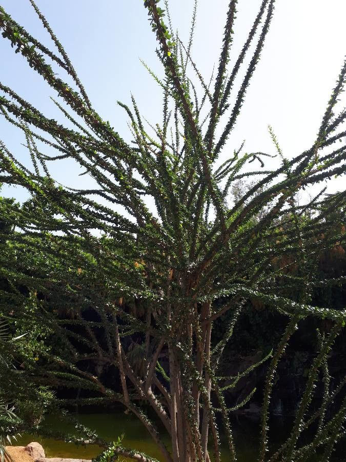 Crescentia mirabilis leaf