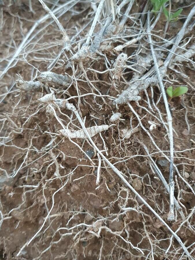 Cenchrus stramineus bark