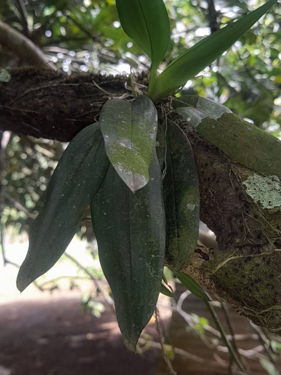 Notylia trisepala — related species from the same genus