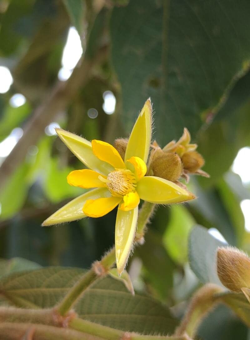 Apeiba tibourbou flower