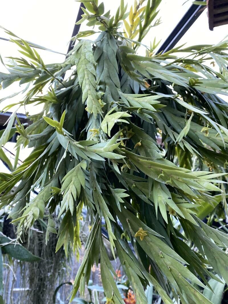 Dendrobium anceps — houseplant care guide