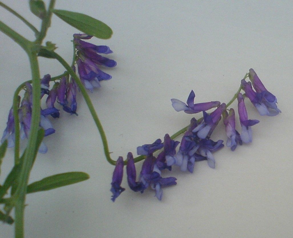 Vicia fulgens flower