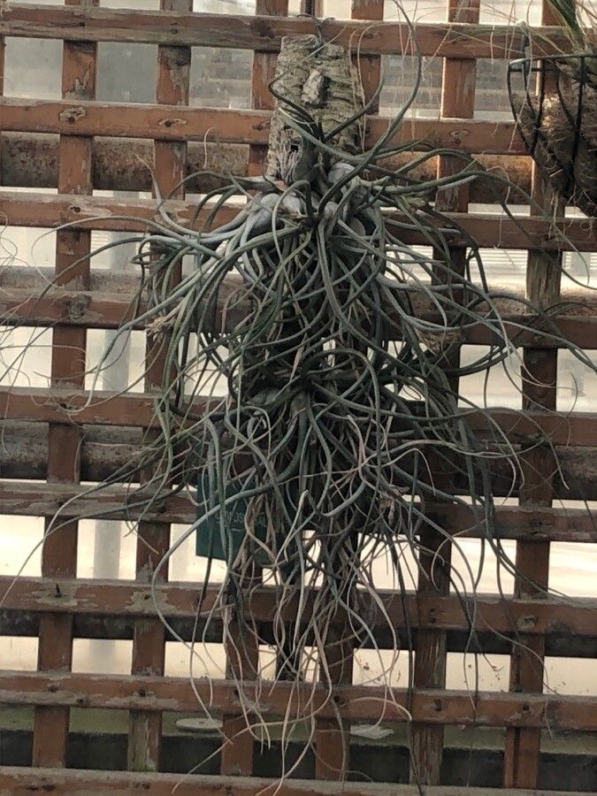 Tillandsia baileyi leaf