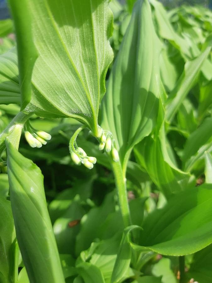 Polygonatum latifolium flower