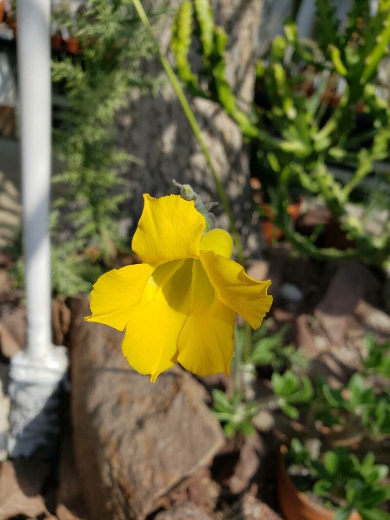 Pachypodium horombense flower