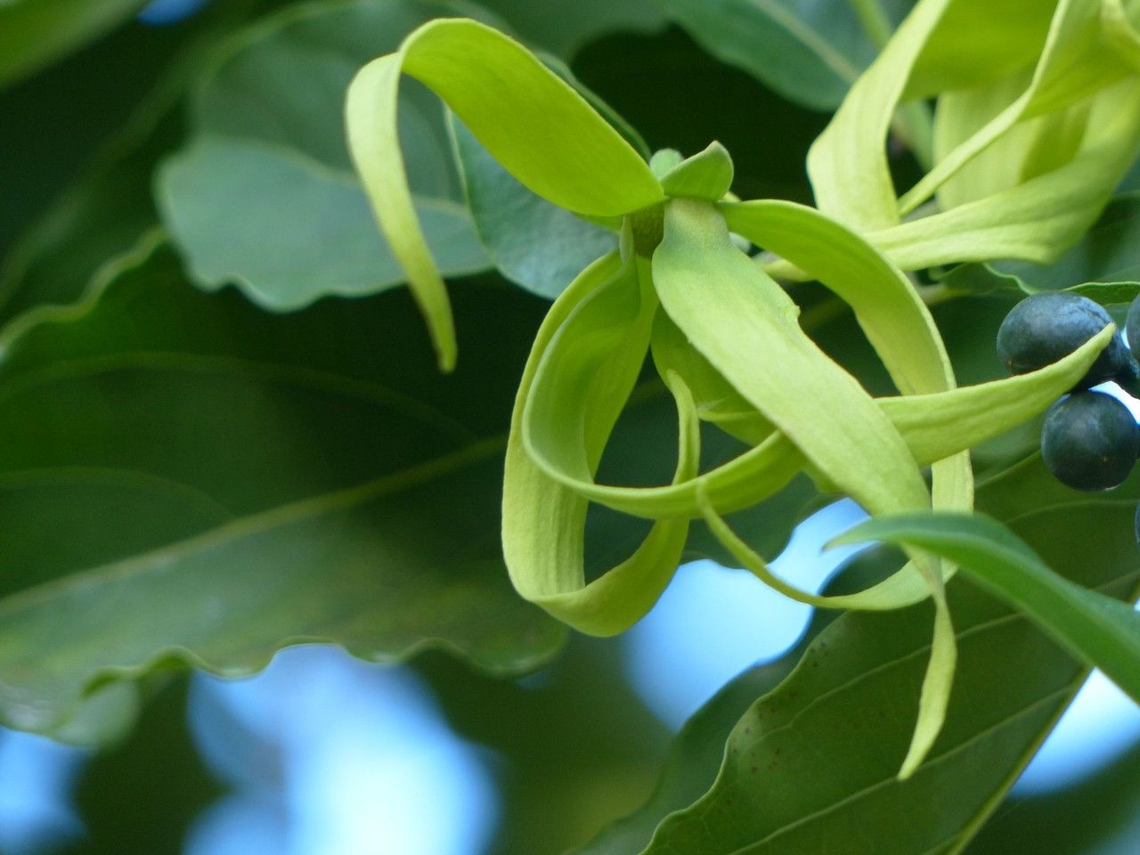Cananga odorata flower