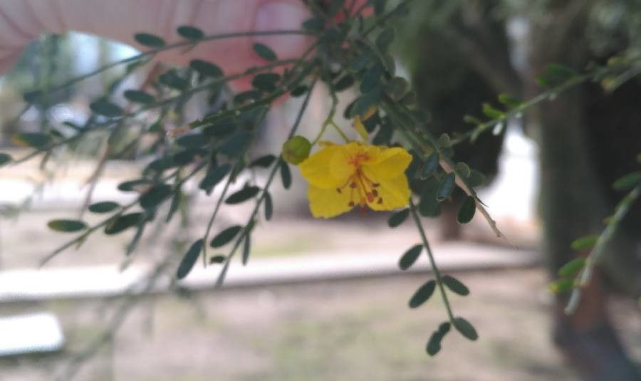 Parkinsonia florida flower