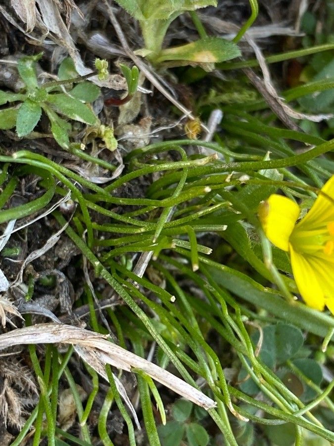 Gagea soleirolii — search result for 'Gagea'