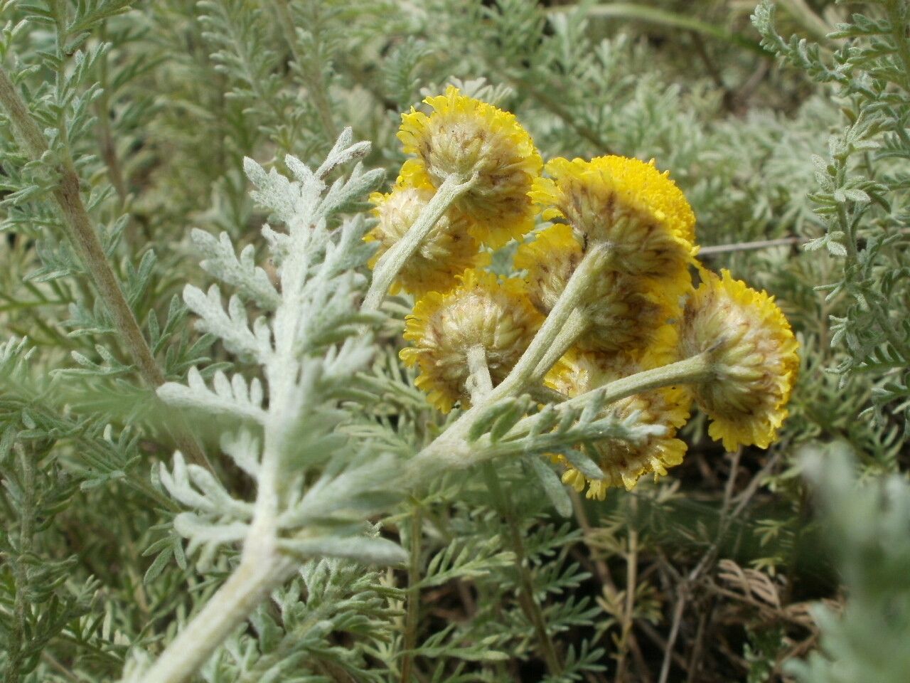 Tanacetum millefolium flower