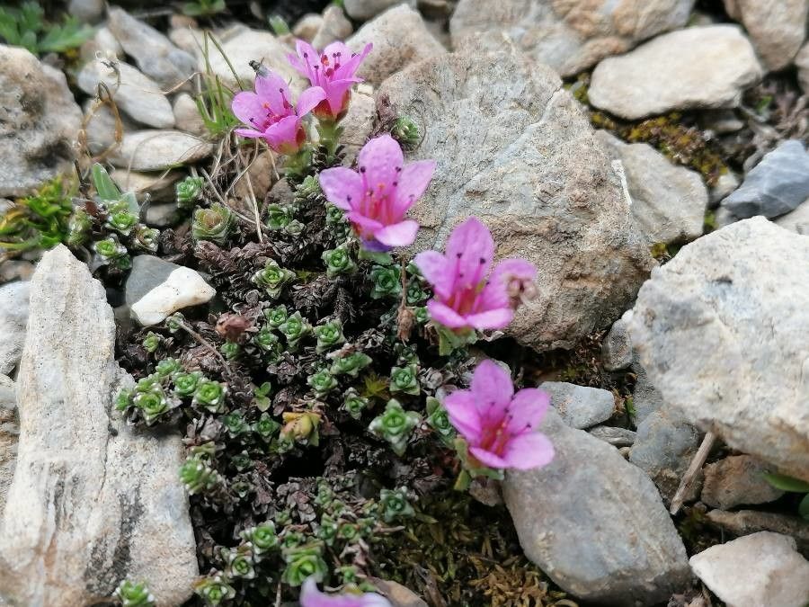 Saxifraga oppositifolia flower