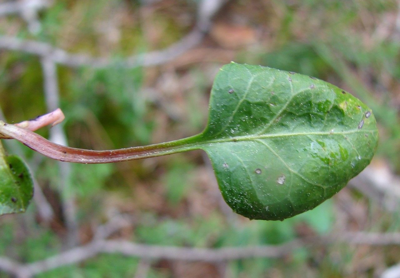 Pyrola media — search result for 'Pyrola'