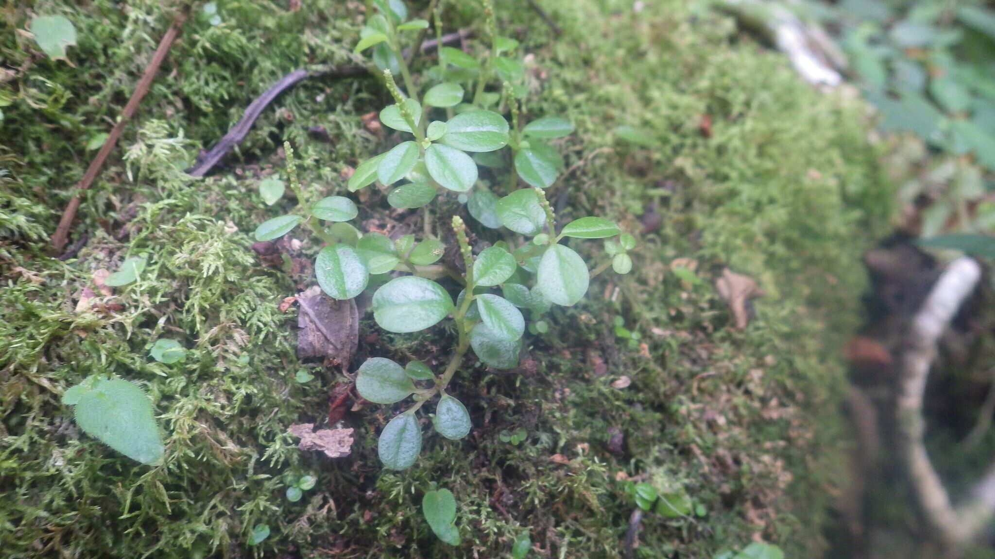 Peperomia madagascariensis habit