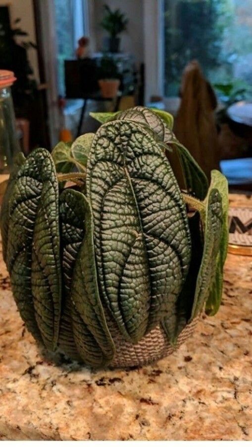 Columnea purpureovittata — search result for 'Columnea'