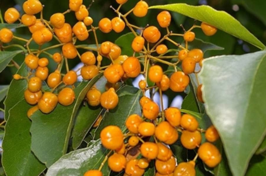 Auranticarpa rhombifolia fruit