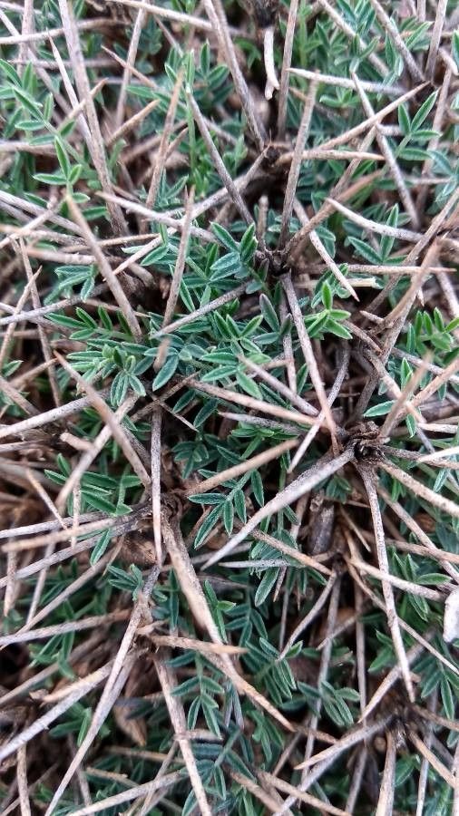 Astragalus balearicus leaf