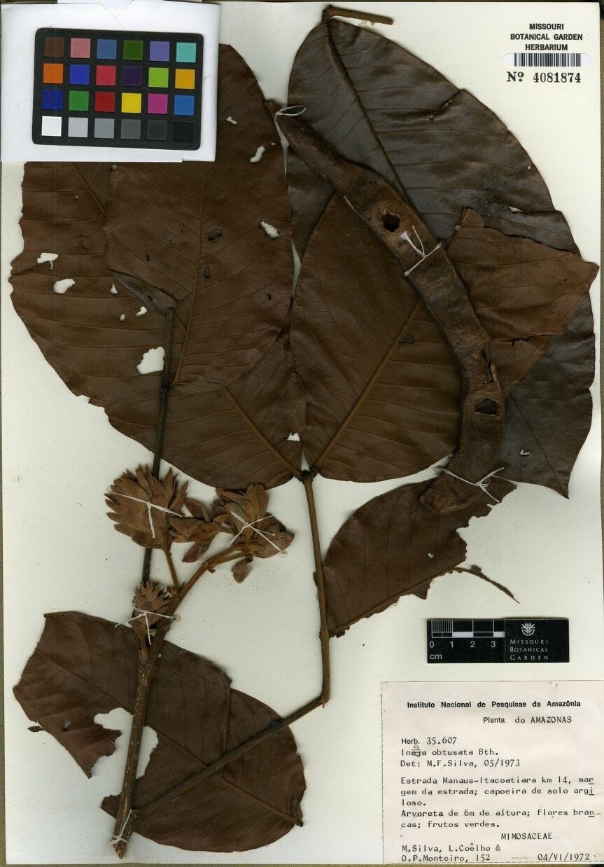 Inga obtusata — houseplant care guide