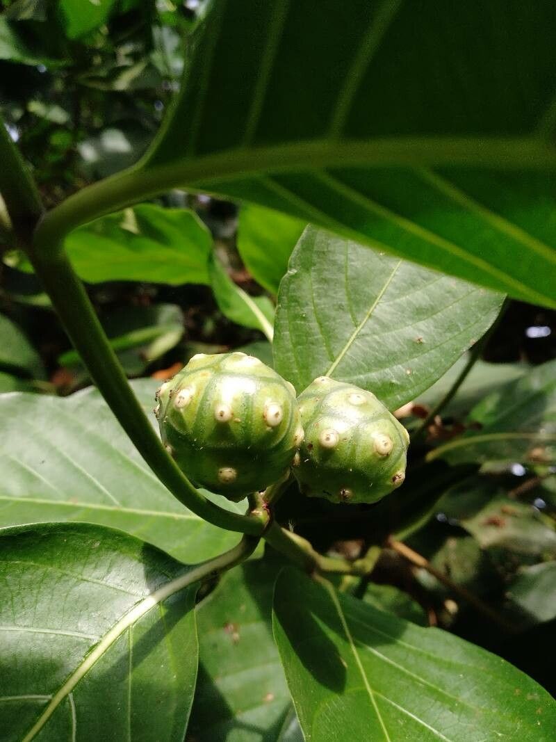Morinda panamensis fruit
