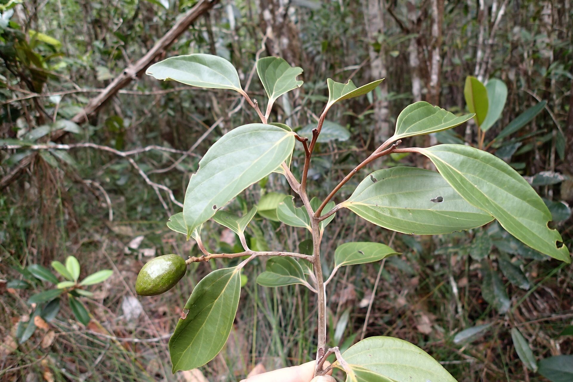 Cryptocarya guillauminii fruit