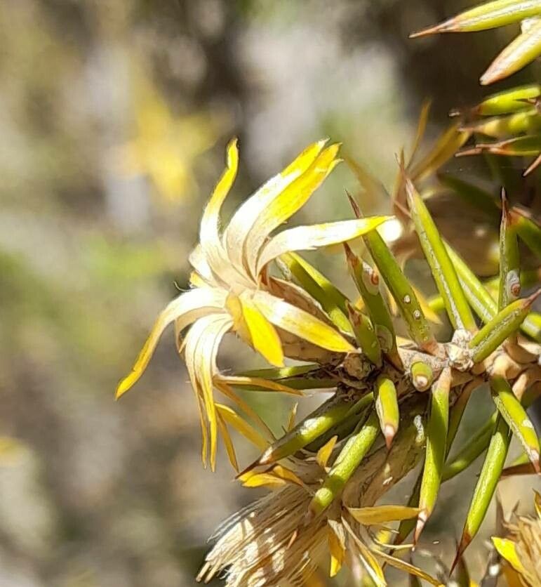 Chuquiraga erinacea flower