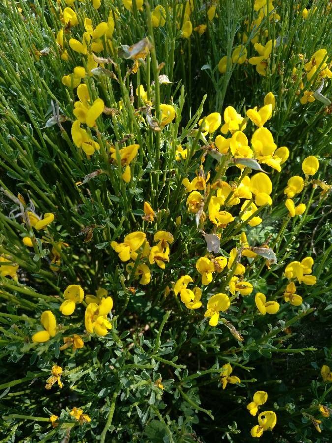 Cytisus galianoi leaf