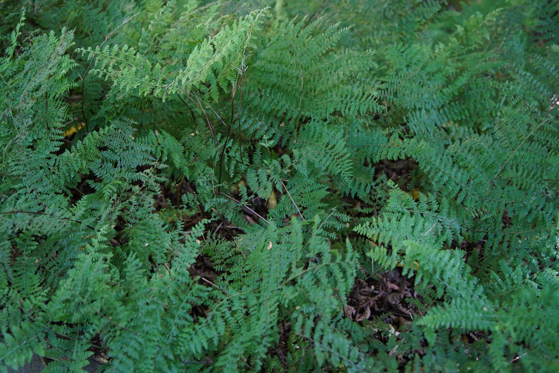 Asplenium haurakiense habit