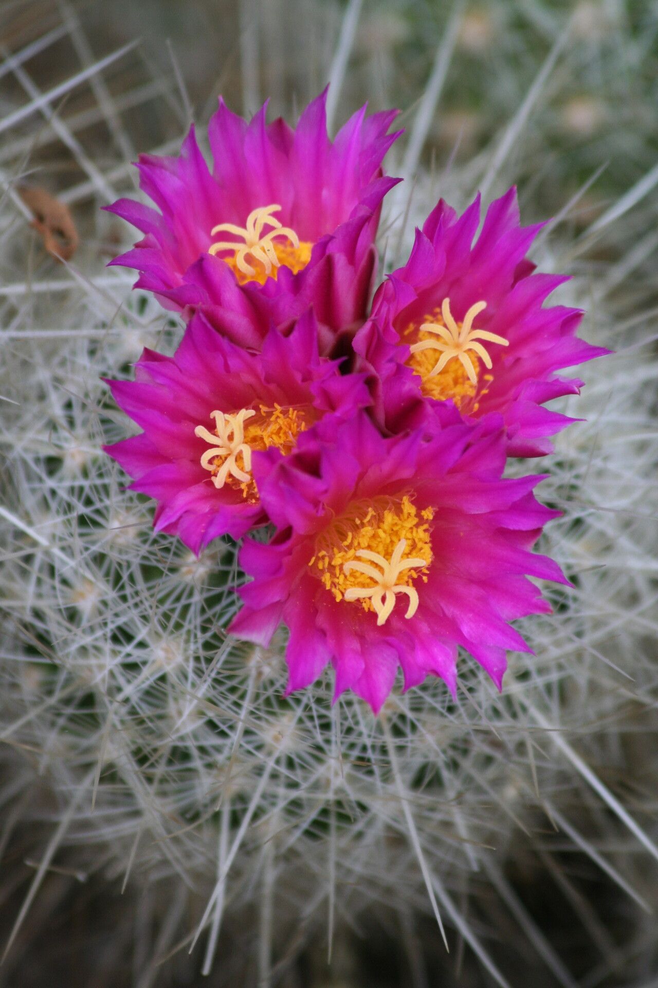 Thelocactus macdowellii flower