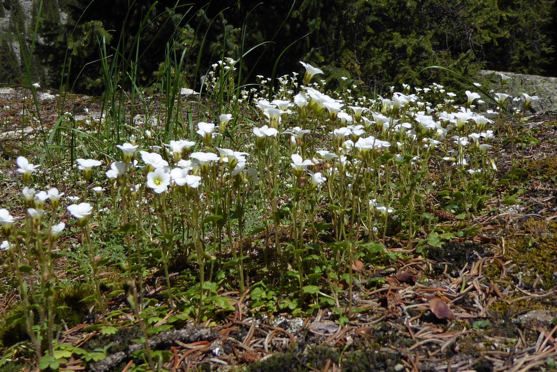 Saxifraga sibirica habit