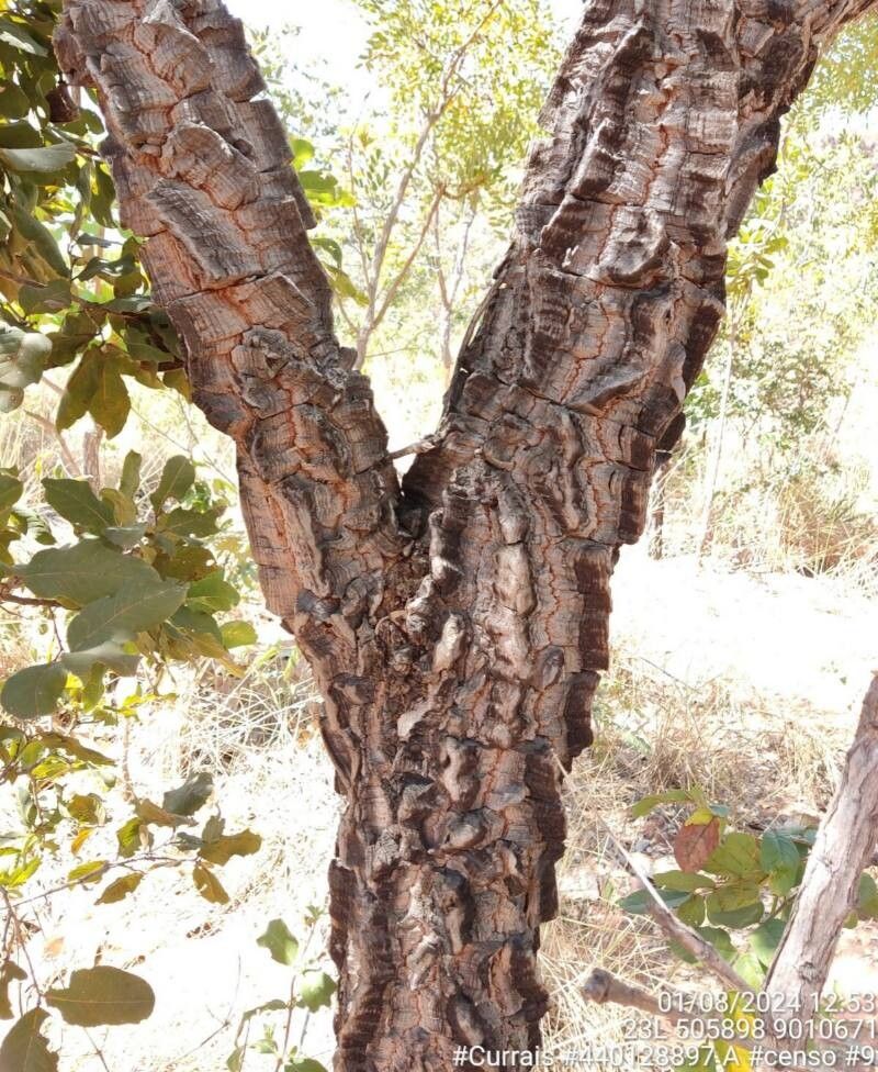 Enterolobium gummiferum bark