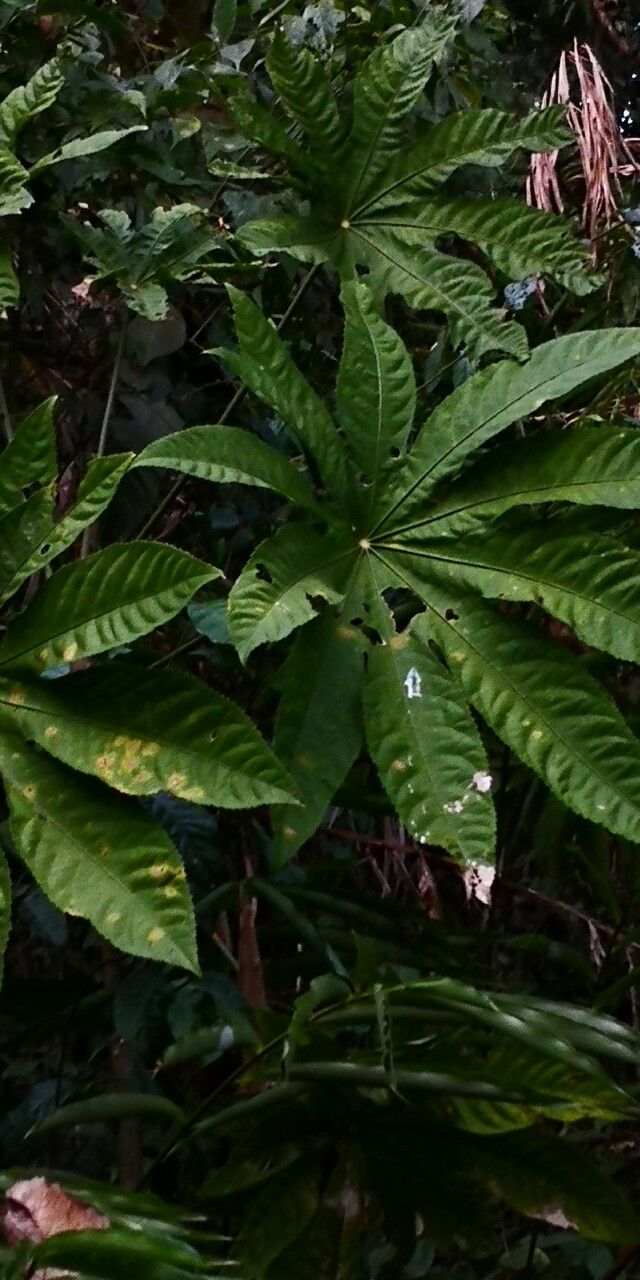 Trevesia palmata — search result for 'Araliaceae'