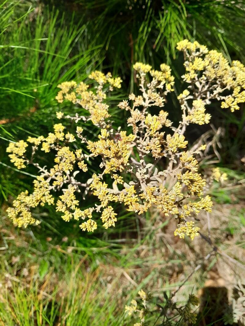 Helichrysum benthamii flower