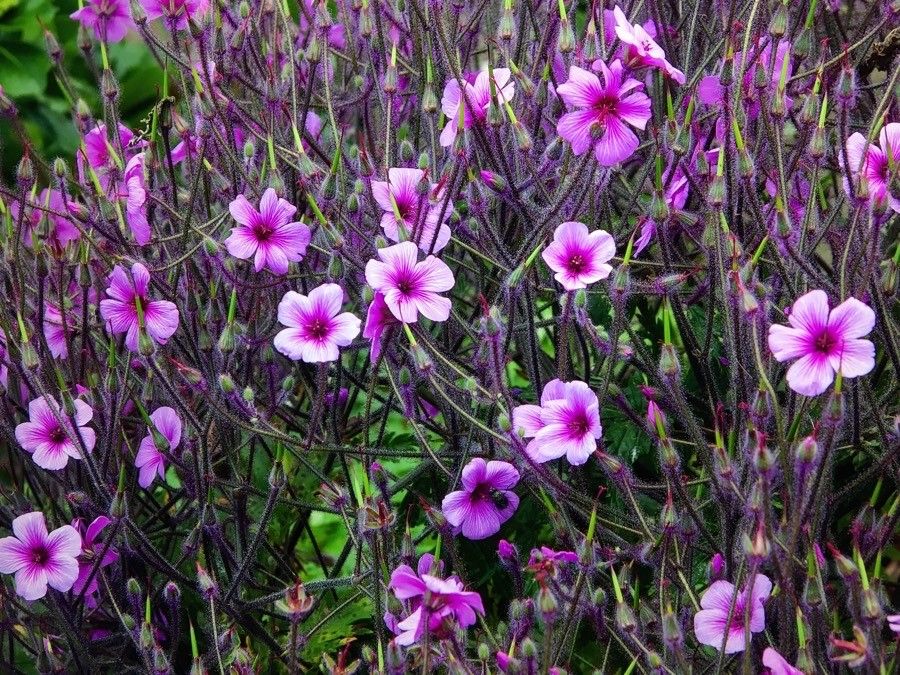 Geranium maderense flower