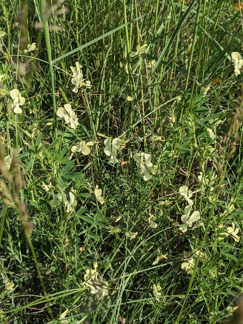 Viola merxmuelleri habit