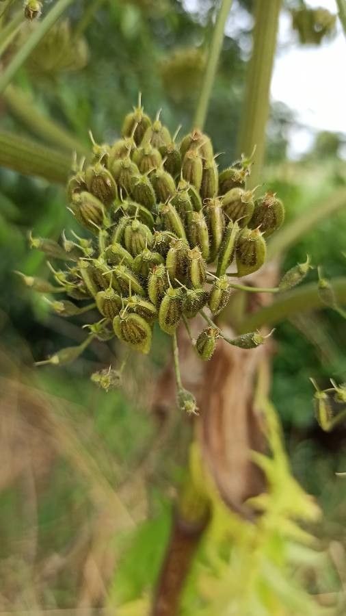 Heracleum mantegazzianum x Heracleum sphondylium fruit