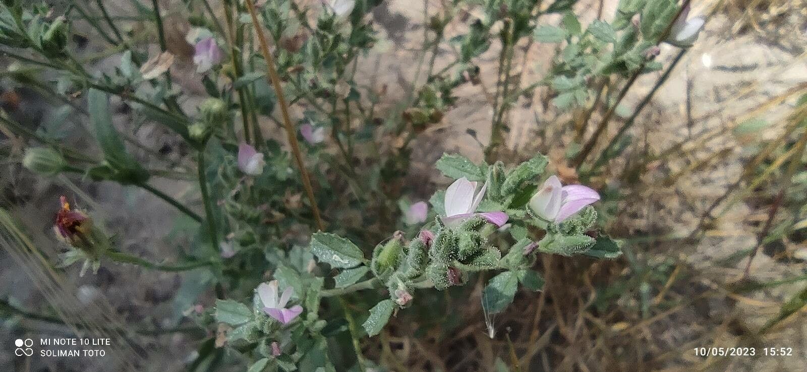Ononis serrata flower