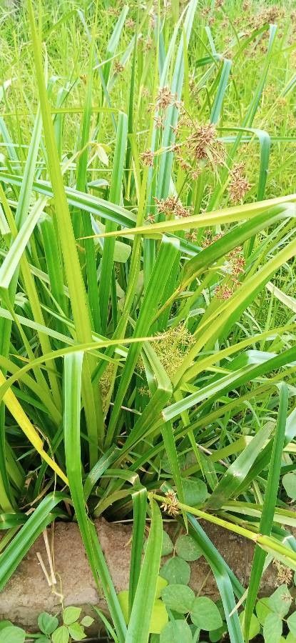 Gahnia javanica — related species from the same genus