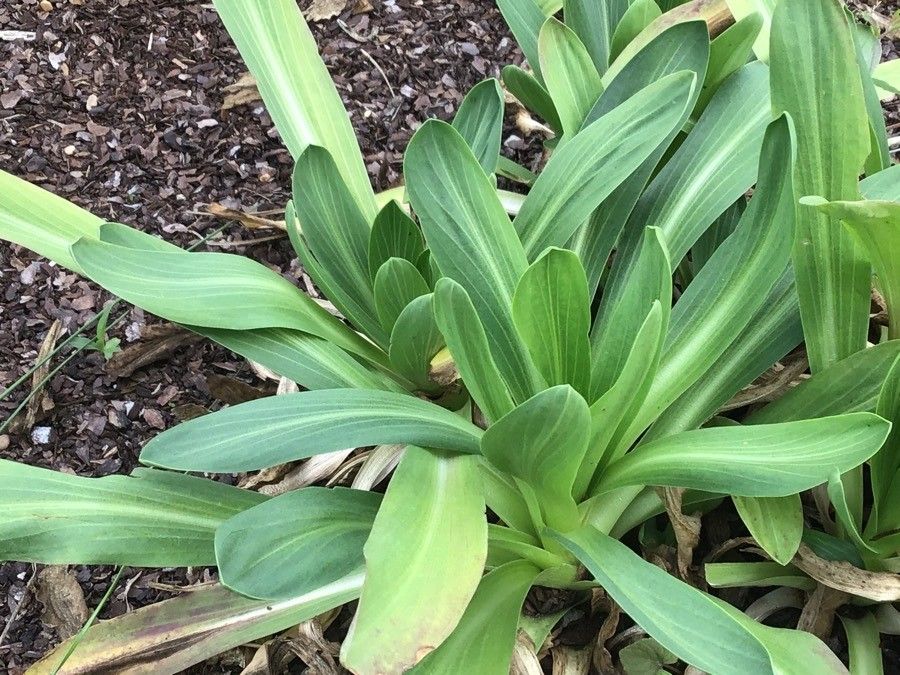 Hymenoxys hoopesii — related species from the same genus