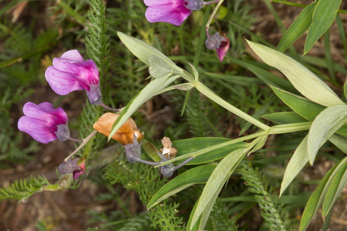 Lathyrus linifolius flower